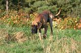 DOGUE ALLEMAND 871